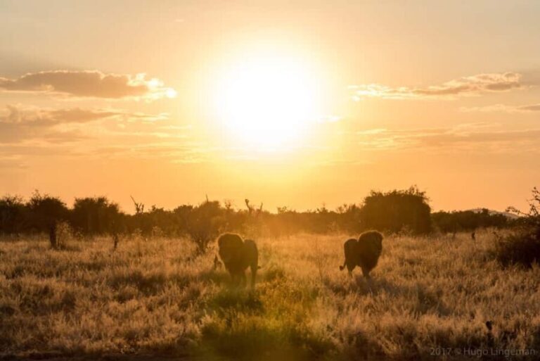 Chobe: 2-Day Mobile Camping Safari - The Value of the Experience