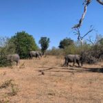 Chobe Day Trip From Livingstone Town - Who Should Consider This Tour?