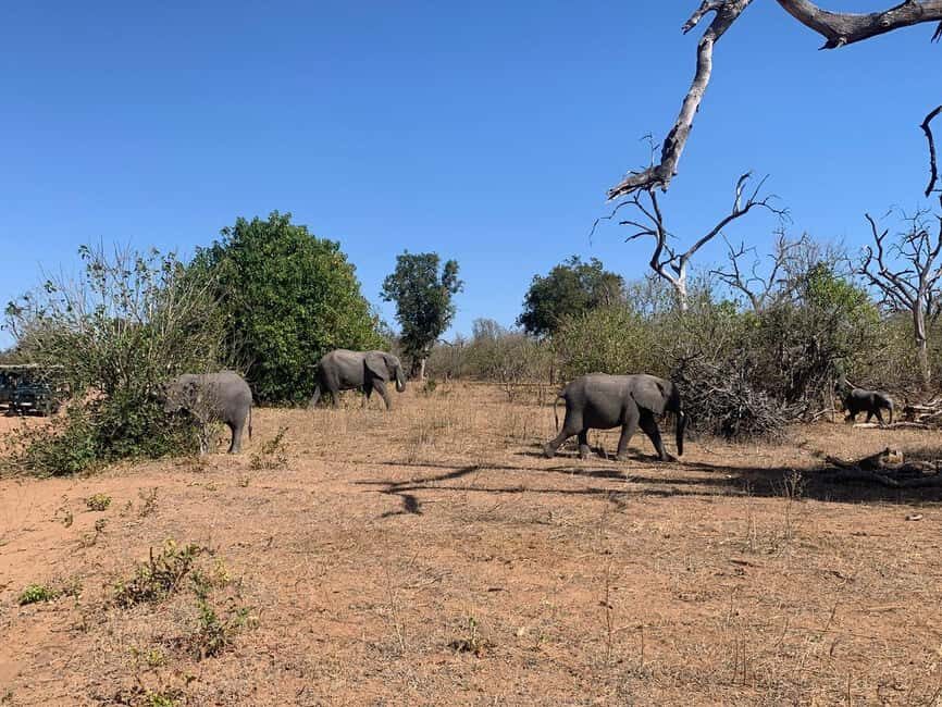 Chobe Day Trip From Livingstone Town - Who Should Consider This Tour?