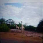 Chobe day trip from Victoria Falls- 06:30am to 18:30 hours - The Itinerary in Detail
