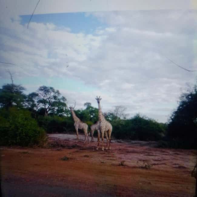Chobe day trip from Victoria Falls- 06:30am to 18:30 hours - The Itinerary in Detail