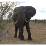 Chobe day trip with lunch: From Victoria Falls - Who Should Consider This Tour?