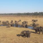 Chobe Extended Day Trip - Authentic Insights from Reviewers
