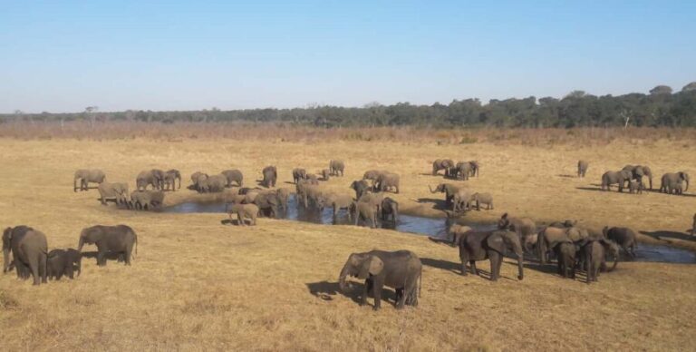 Chobe Extended Day Trip - Authentic Insights from Reviewers