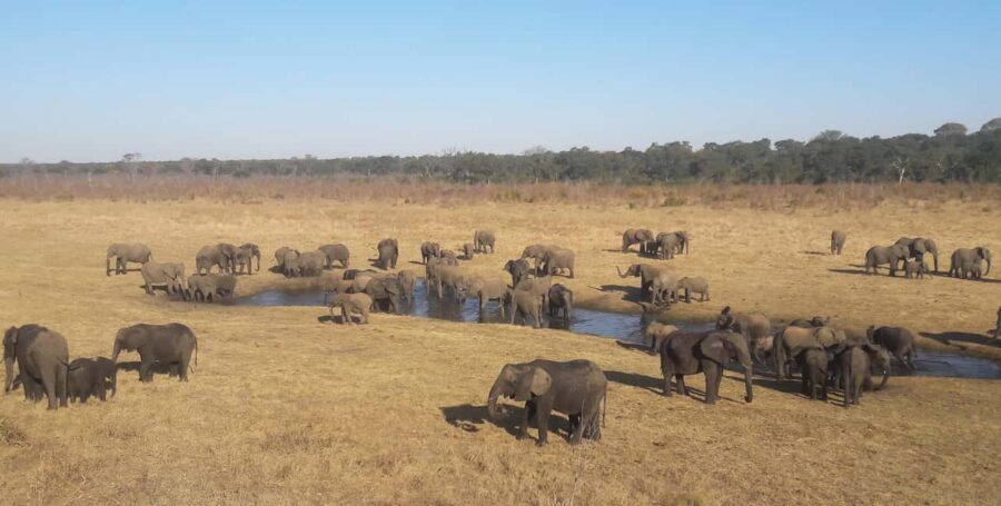 Chobe Extended Day Trip - Authentic Insights from Reviewers