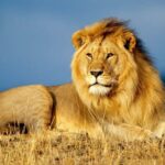 Chobe Full Day Safari from Livingstone - The Itinerary Breakdown