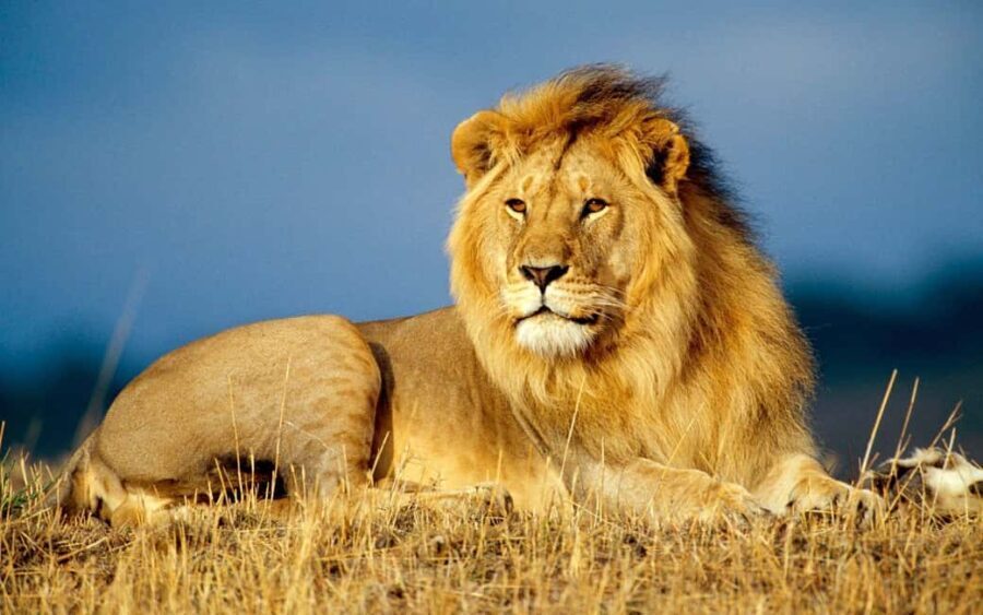 Chobe Full Day Safari from Livingstone - The Itinerary Breakdown