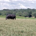 Chobe Full Day Tour - Botswana - Exploring the Day in Detail