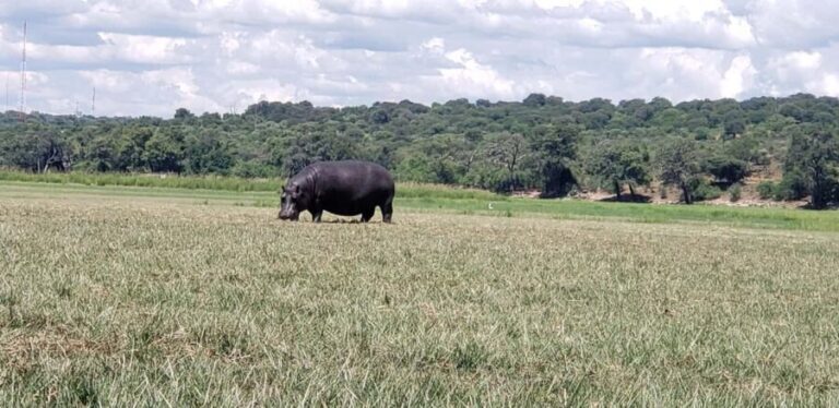 Chobe Full Day Tour - Botswana - Exploring the Day in Detail