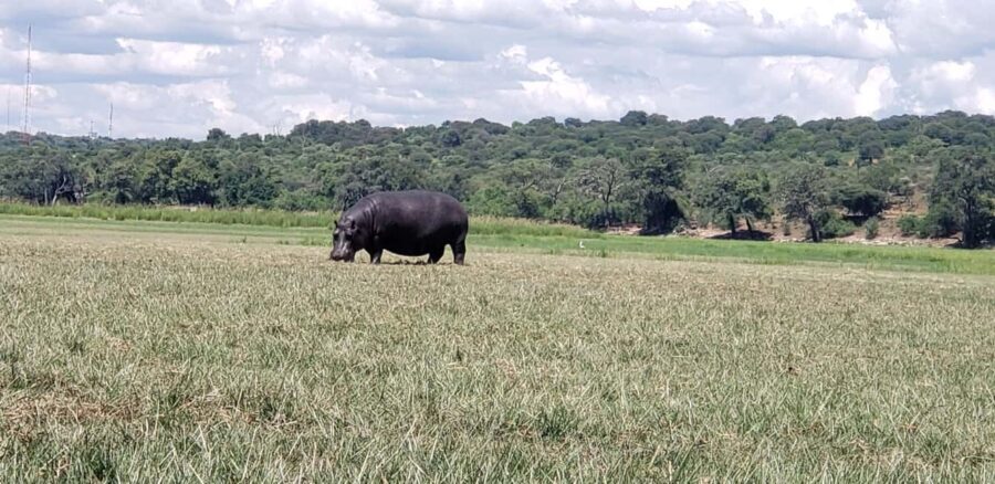 Chobe Full Day Tour - Botswana - Exploring the Day in Detail
