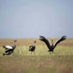 Chobe full day trip - The Value of This Full-Day Trip