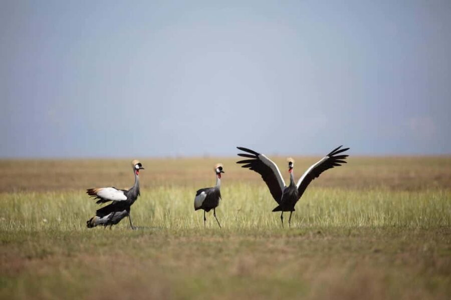 Chobe full day trip - The Value of This Full-Day Trip