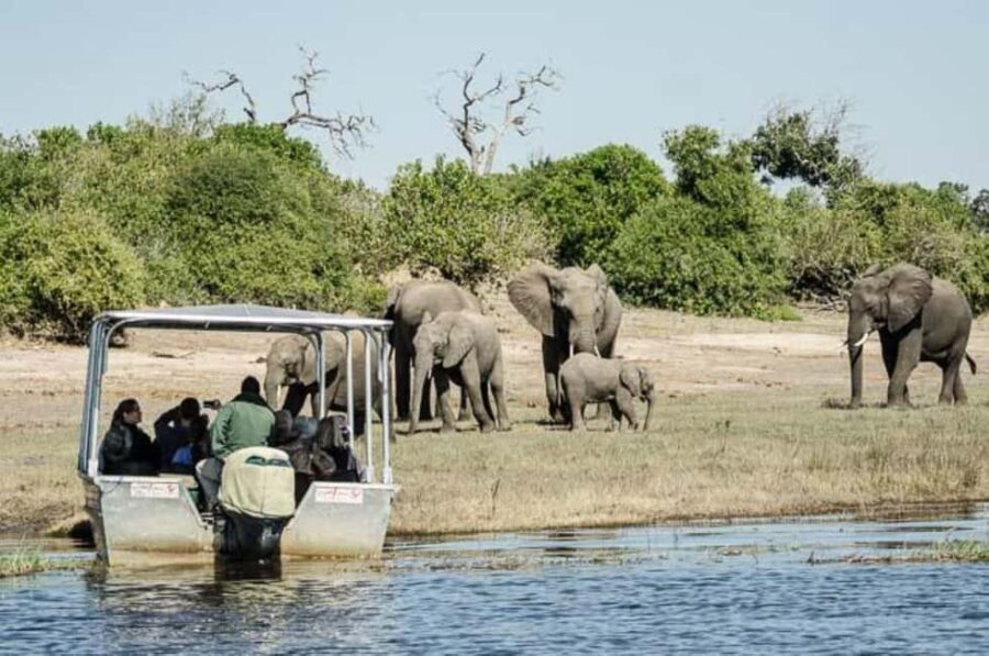 Chobe full day trip - Chobe National Park Botswana - Practical Details and Tips