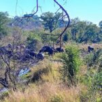 Chobe Half Day Trip from Victoria Falls - What Makes This Tour Stand Out?
