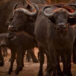 Chobe National Park Day Trip - Introduction: What’s on Offer?