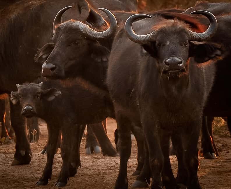 Chobe National Park Day Trip - Introduction: What’s on Offer?