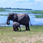 Chobe National Park Full-Day Experience Inc Airport PickUp - An In-Depth Look at the Chobe Full-Day Experience