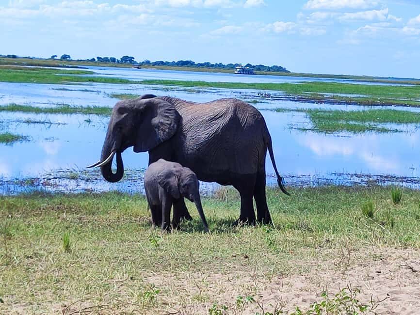Chobe National Park Full-Day Experience Inc Airport PickUp - An In-Depth Look at the Chobe Full-Day Experience