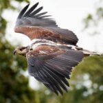 Chobe Private Day Trip A Luxury Safari Experience - Practical Considerations