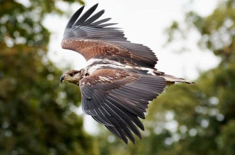 Chobe Private Day Trip A Luxury Safari Experience - Practical Considerations