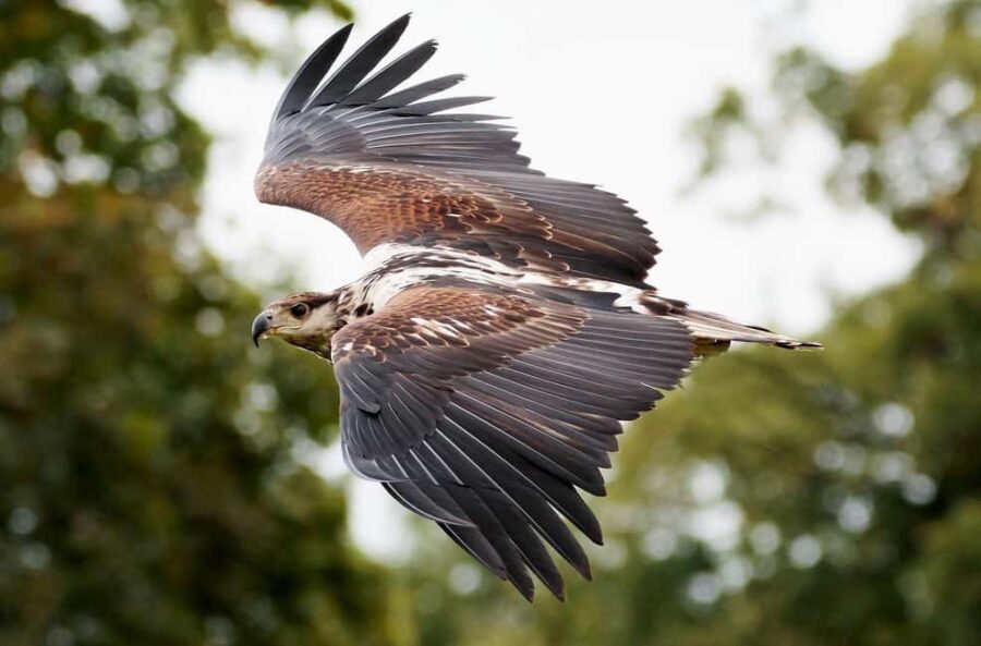 Chobe Private Day Trip A Luxury Safari Experience - Practical Considerations
