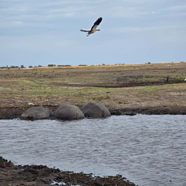 Chobe River Sunset Cruise - Pricing and Value: Is It Worth It?
