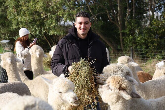 Christchurch Alpaca Farm Tour From Kaiapoi - Setting and Atmosphere