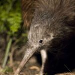 Christchurch: Orana Wildlife Park Admission - Authentic Experiences Shared by Visitors