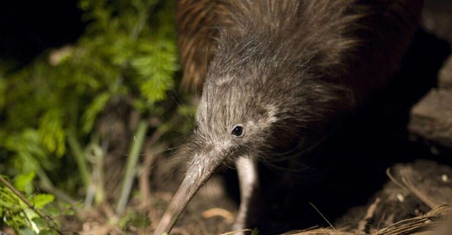 Christchurch: Orana Wildlife Park Admission - Authentic Experiences Shared by Visitors