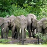 Classic 2-Day Lake Manyara and Ngorongoro Crater Safari - Who Should Consider This Safari?