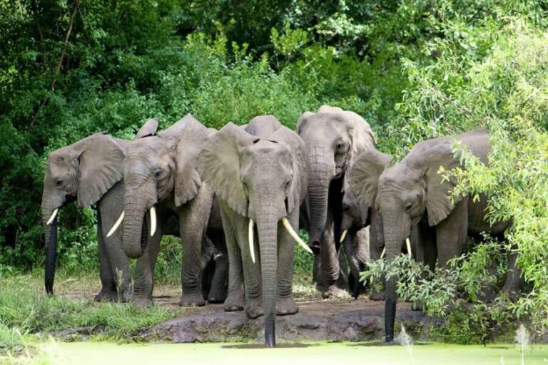 Classic 2-Day Lake Manyara and Ngorongoro Crater Safari - Who Should Consider This Safari?