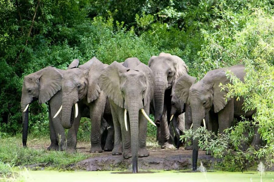 Classic 2-Day Lake Manyara and Ngorongoro Crater Safari - Who Should Consider This Safari?