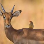 Classic Day trip: Train Transfer To Mikumi National Park - Why This Tour Offers Good Value