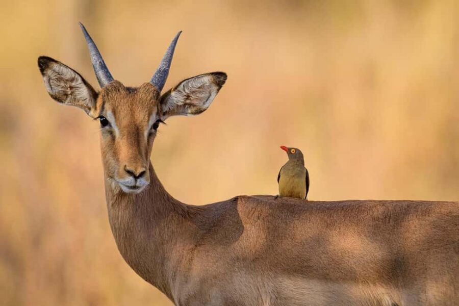 Classic Day trip: Train Transfer To Mikumi National Park - Why This Tour Offers Good Value