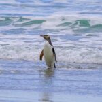 Clearwater Private Penguin & Wildlife Tour from Port Otago (5hrs) - FAQ