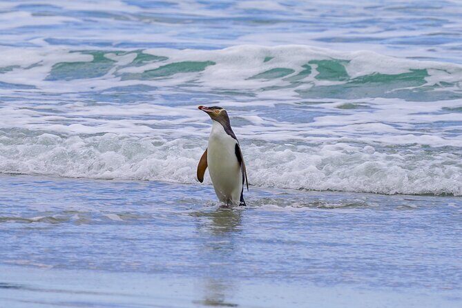 Clearwater Private Penguin & Wildlife Tour from Port Otago (5hrs) - FAQ