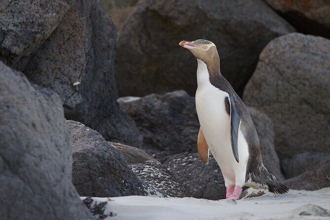 Clearwater Wildlife Tours (small group 10max) Otago Peninsula - Who Will Love This Tour?