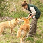 Cleland Wildlife Park Experience - from Adelaide including Mt Lofty Summit - Transportation, Timing, and Group Size