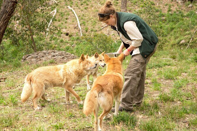 Cleland Wildlife Park Experience - from Adelaide including Mt Lofty Summit - Transportation, Timing, and Group Size