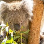 Cleland Wildlife Park Experience with Mount Lofty Summit - What We Think: Pros and Cons