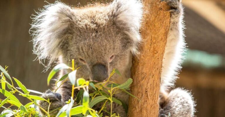 Cleland Wildlife Park Experience with Mount Lofty Summit - What We Think: Pros and Cons