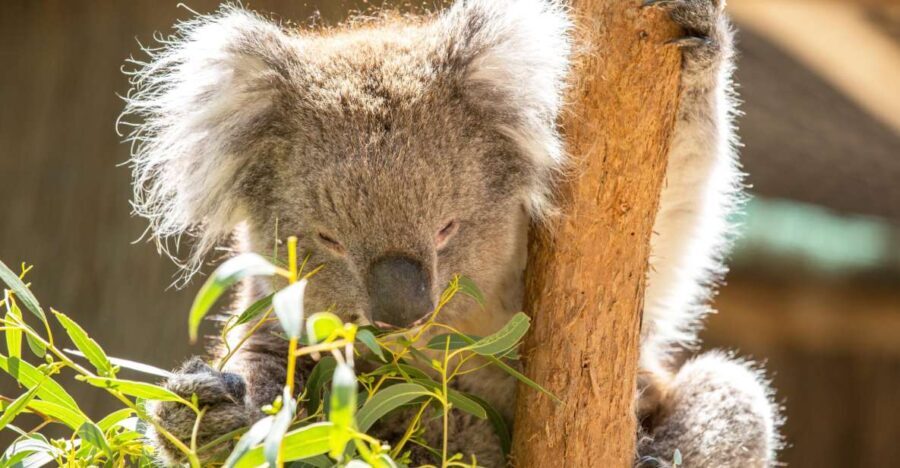 Cleland Wildlife Park Experience with Mount Lofty Summit - What We Think: Pros and Cons