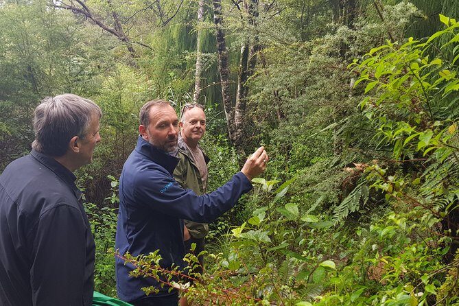 Coast and Rainforest Eco-Tour from Auckland with Picnic Lunch - Authentic Experiences & Reviewer Insights