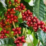 Coffee Farm Day-Tour With Chagga Tribe Moshi Safari - The Sum Up