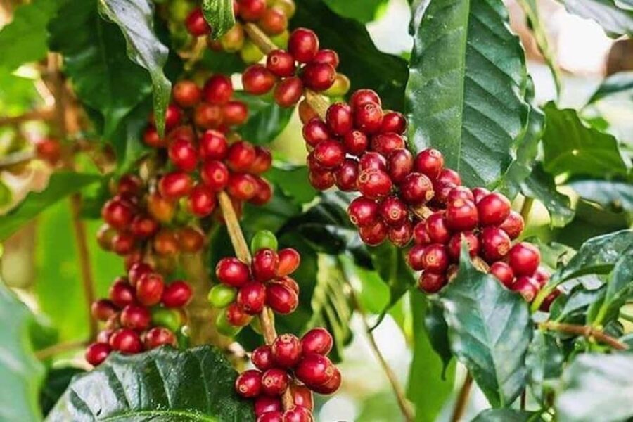 Coffee Farm Day-Tour With Chagga Tribe Moshi Safari - The Sum Up