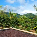 Coffee Farm Tour & Barista Workshop near Nairobi - Exploring the Tour Itinerary