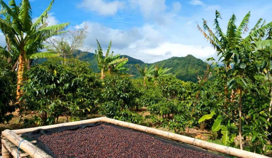 Coffee Farm Tour & Barista Workshop near Nairobi - Exploring the Tour Itinerary