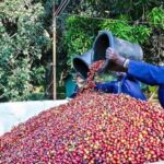 Coffee farm tour in nairobi with free pickup & drop off. - Authentic Experiences from Reviews