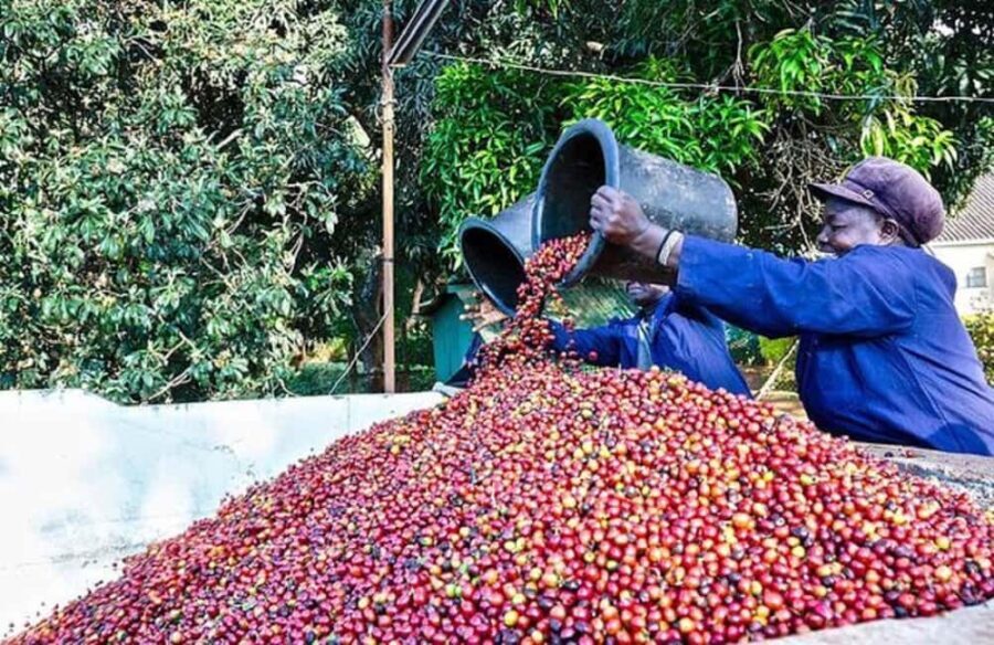 Coffee farm tour in nairobi with free pickup & drop off. - Authentic Experiences from Reviews