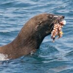 Combo Tour: Marine Wildlife Cruise & Winelands - Practical Details & Tips for Travelers